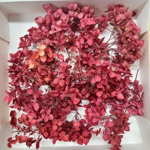 Hydrangea, Preserved Florets up to 10cm – Raspberry Blush