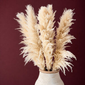 Pampas Grass, Natural Beige, Dried, 115cm Plume 80cm ~ BOX DEAL