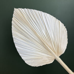 Palm Spear, Bleached Creamy White, Dried, Extra Large, 55cm