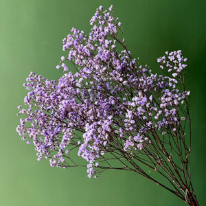 Baby’s Breath, Amethyst Lilac, Preserved (Gypsophila) 70cm