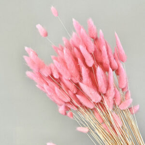 Lagurus Grass, Pink, Dried (Bunny Tails) 50-70cm 100g