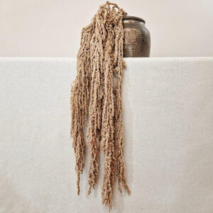 Amaranthus caudatus, Light Cappuccino, Preserved (Cascading) up to 110cm