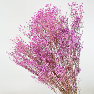 Gypsophila Cosmic, Amethyst, Preserved (Baby’s Breath) up to 70cm