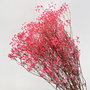 Gypsophila Cosmic, Neon Pink, Preserved (Baby’s Breath) up to 70cm