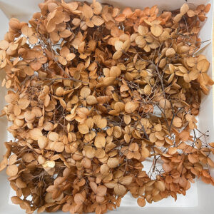 Hydrangea, Preserved Florets up to 10cm – Pale Terracotta Brown