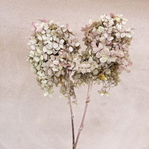 Hydrangea Peegee, Oregano Pink, Preserved, Earth Matters® (Small)