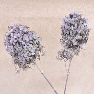 Hydrangea Peegee, Oregano Purple, Preserved, Earth Matters® (Small)