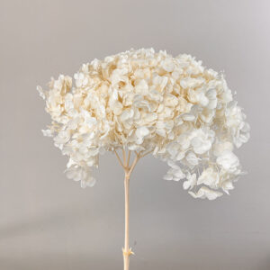 Hydrangea arb. ‘Annabelle’, Off White, Preserved, 50cm Bloom 18-20cm (Large)