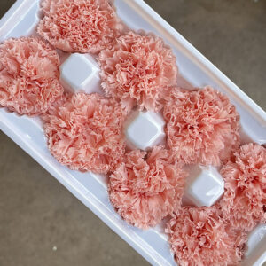 Carnations, Peach Blush, Preserved, x8 blooms, 5-6cm
