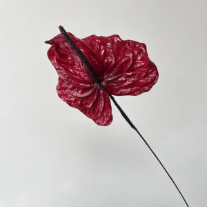 Anthurium, Deep Red, Preserved (Earth Matters®) 30cm
