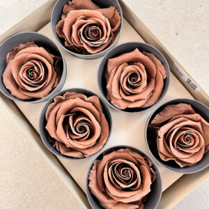 Roses, Mocha Cocoa, Preserved, x6 blooms, 5cm (Verdissimo®)