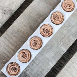 Roses, Warm Beige, Preserved, x6 blooms, 6cm (Kiara®)