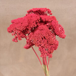 Achillea Parker, Red, Dried (Yarrow) 70cm