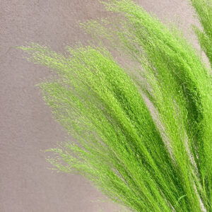 Cloud Grass, Light Green, Dried (Agrostis) 60cm