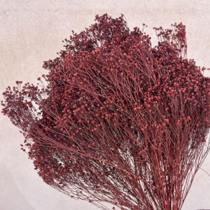 Broom Bloom, Maroon, Dried, 60cm