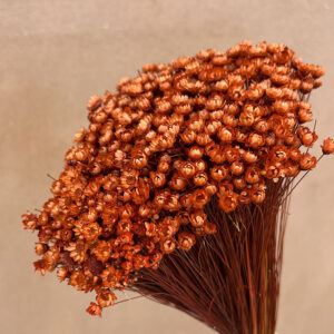 Star Flower, Terracotta, Dried (Glixia) 100g 30-50cm