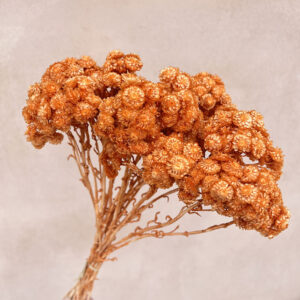 Immortelle, Terracotta, Dried, 45cm