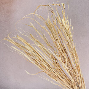 Setaria Italica, Natural Golden Brown, Dried (Millet) 65cm