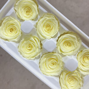 Roses, Pale Yellow, Preserved, x8 blooms, 5cm