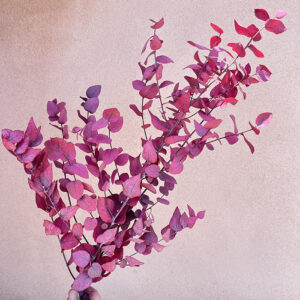 eucalyptus stuartiana, dusky magenta, preserved, 65cm ~ smal bunch