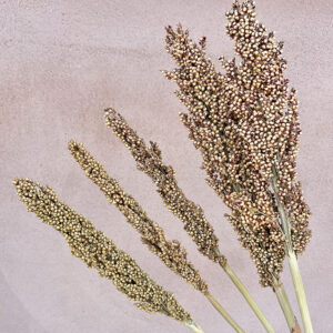 Sorghum, Natural, Dried (Indian Corn) 80cm