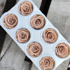 Roses, Warm Beige, Preserved, x8 blooms, 5cm (Kiara®)