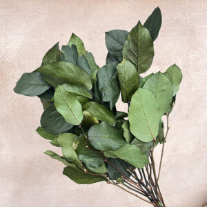 Salal Leaves, Natural Green, Preserved, 50cm