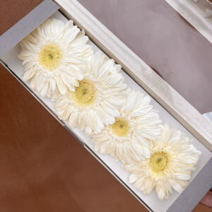 Gerbera Daisies, with 25cm Stems, White, Preserved, 8-9cm (Verdissimo®)