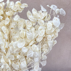 Honesty Small, Unpeeled, Bleached White, Preserved (Lunaria) 55cm