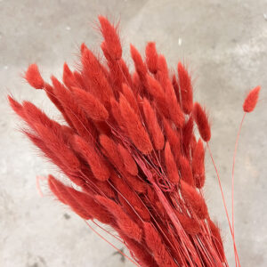 Lagurus Grass, Ember Red, Dried (Bunny Tails) 50-70cm 100g