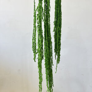 Amaranthus caudatus, Green, Preserved (Cascading) up to 110cm