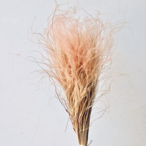 Stipa pennata, Feather Grass, Light Pink, 45cm