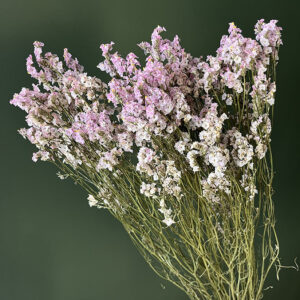 Limonium sinensis. Natural pink and white, Dried (Sea Lavender) 70cm