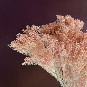 Broom Bloom, Pale Pink, Dried, 50cm