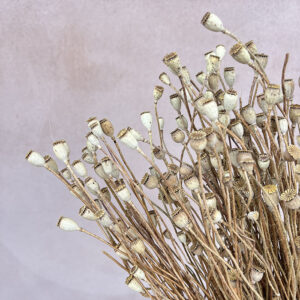 Poppy Mini Seed Pods, Natural, Dried Bunch (Papaver) 45-55cm
