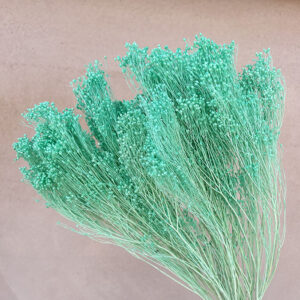 Broom Bloom, Aqua Green, Dried, up to 60cm