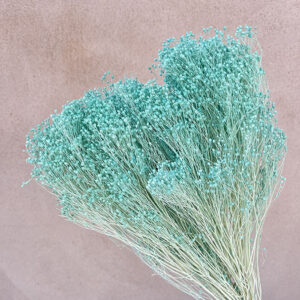 Broom Bloom, Light Aqua Blue, Dried, up to 60cm