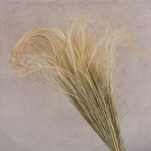 Stipa pennata, Feather Grass, Soft Peach, 45cm