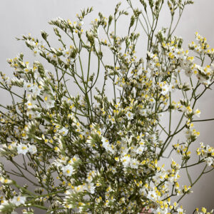 Limonium sinensis. Natural White and Yellow, Dried (Sea Lavender) 70cm