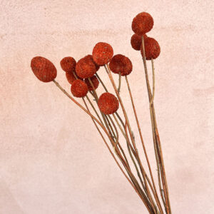 Craspedia, Terracotta, Preserved (Billy Buttons) 55cm (B-Grade / Seconds)