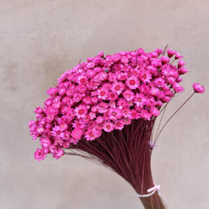 Star Flower, Hot Pink, Dried (Glixia) 100g 30-50cm