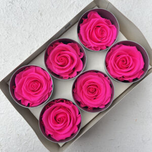 Roses, Bright Pink, Preserved, x6 blooms, 5cm (Verdissimo®)