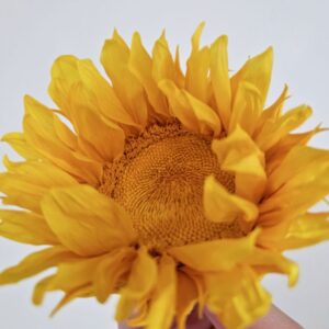 Sunflowers, Yellow, Preserved, 9cm