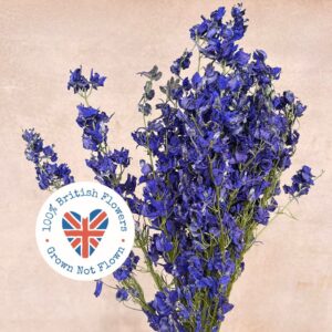 Larkspur, Natural Deep Purple, Dried (Delphinium) 40cm
