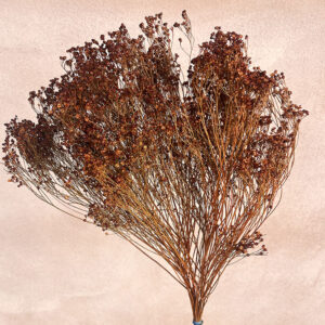 Broom Bloom, Rusty Brown, Dried, 50cm