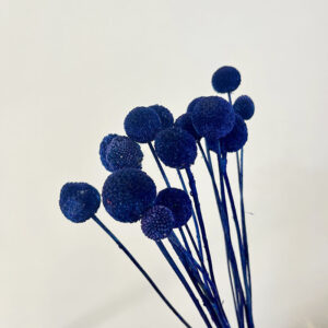 Craspedia, Dark Blue, Dried (Billy Buttons) 55cm