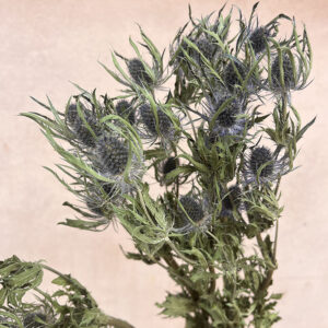 Eryngium Blue Lagoon, Natural, Dried (Thistles) 50cm