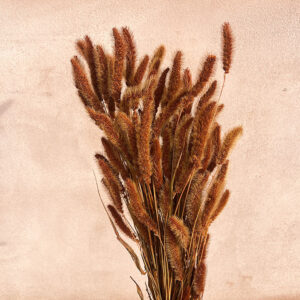 Setaria pendula, Rust, Dried (Foxtail Millet) 60-70cm