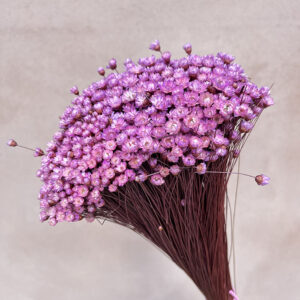 Star Flower, Mauve, Dried (Glixia) 100g 30-50cm