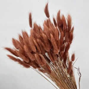 lagurus grass, dusky brown, dried (bunny tails) 50 70cm 100g